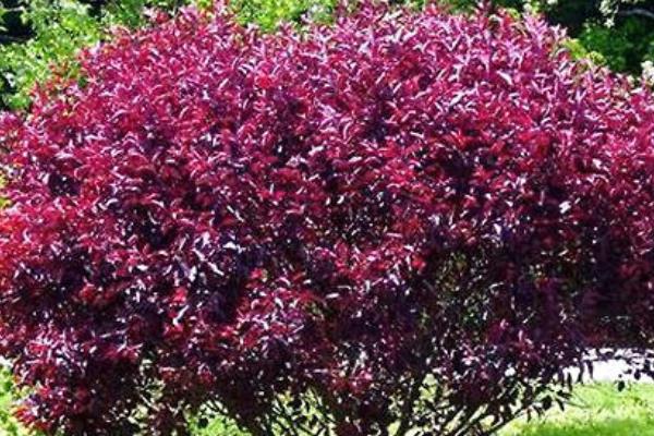 紫葉李怎么種 紫葉李種植方法與注意事項