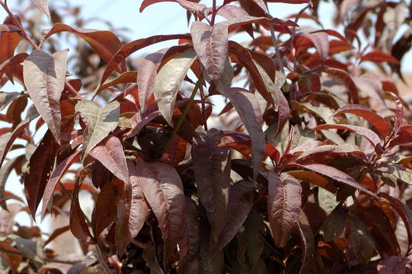 紫葉李和紅葉李的區別是什么 紫葉李繁殖方法