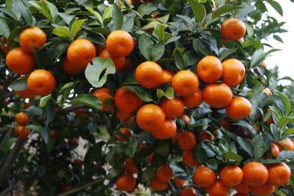 砂糖桔怎么種 砂糖桔種植技術與注意事項