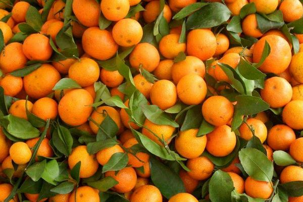 砂糖桔為什么這么甜 砂糖桔是熱性還是涼性水果