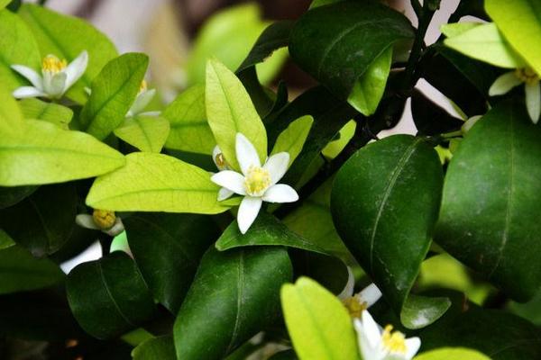 橘子花怎么養 橘子花盆栽養殖方法與注意事項