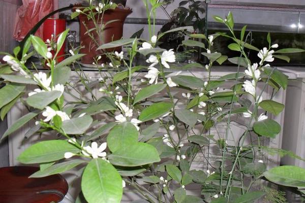 橘子花怎么養 橘子花盆栽養殖方法與注意事項