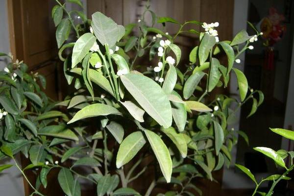 橘子花怎么養 橘子花盆栽養殖方法與注意事項