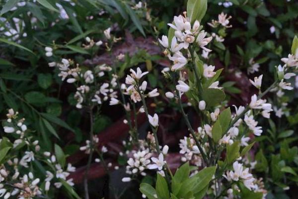 橘子花怎么養 橘子花盆栽養殖方法與注意事項