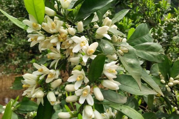 橘子花怎么養 橘子花盆栽養殖方法與注意事項