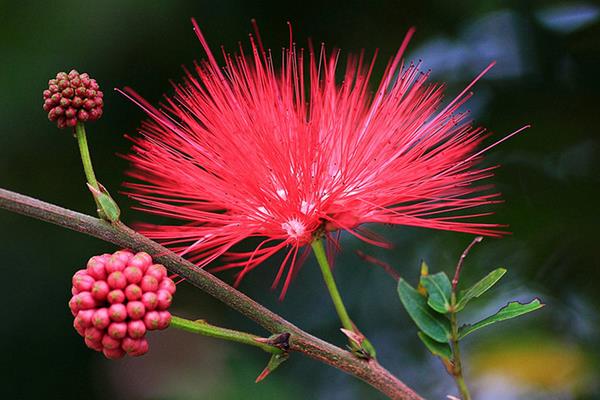 朱纓花怎么養(yǎng) 朱纓花養(yǎng)殖方法與注意事項