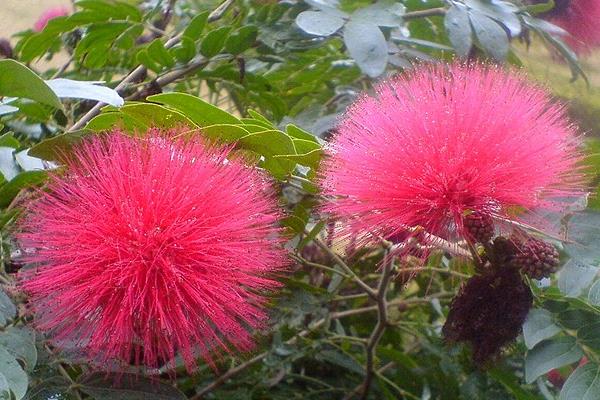 朱纓花怎么養(yǎng) 朱纓花養(yǎng)殖方法與注意事項