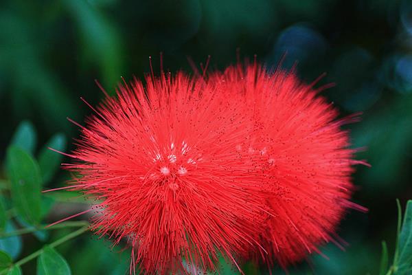 朱纓花怎么養(yǎng) 朱纓花養(yǎng)殖方法與注意事項