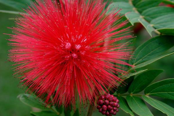 朱纓花怎么養(yǎng) 朱纓花養(yǎng)殖方法與注意事項