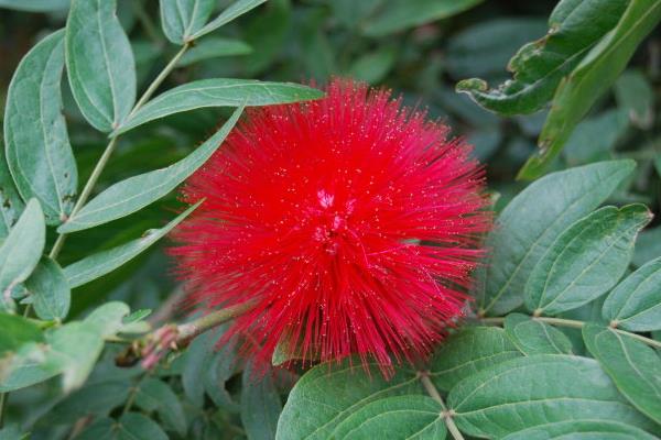 朱纓花怎么養(yǎng) 朱纓花養(yǎng)殖方法與注意事項