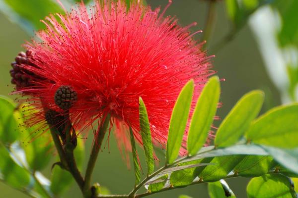 朱纓花怎么養(yǎng) 朱纓花養(yǎng)殖方法與注意事項