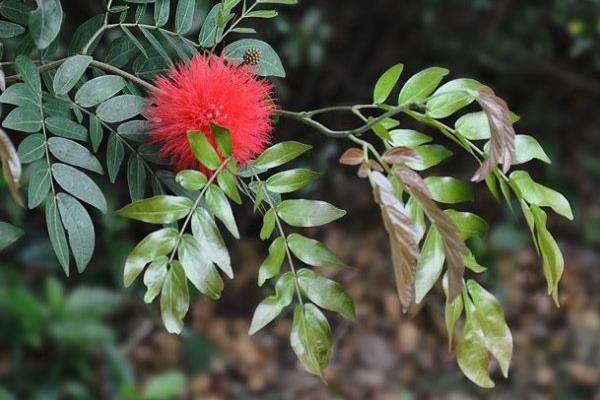 朱纓花怎么養(yǎng) 朱纓花養(yǎng)殖方法與注意事項