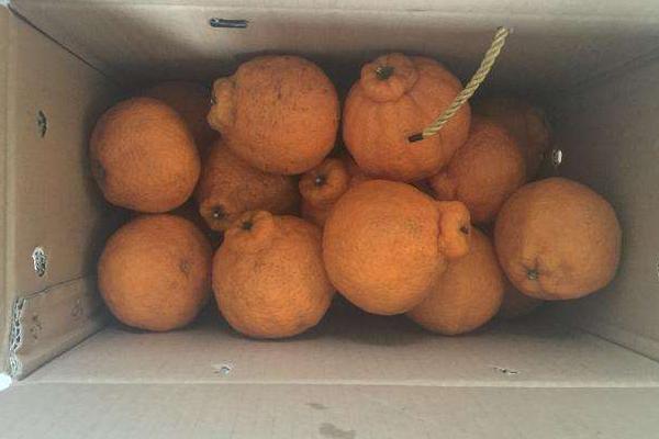 丑八怪橘子的功效與作用 丑八怪橘子營養(yǎng)價(jià)值