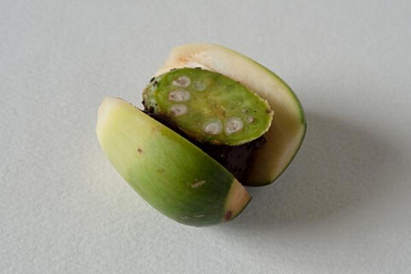 檳榔的功效與作用及禁忌 檳榔是什么