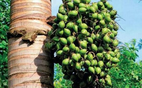 檳榔的功效與作用及禁忌 檳榔是什么