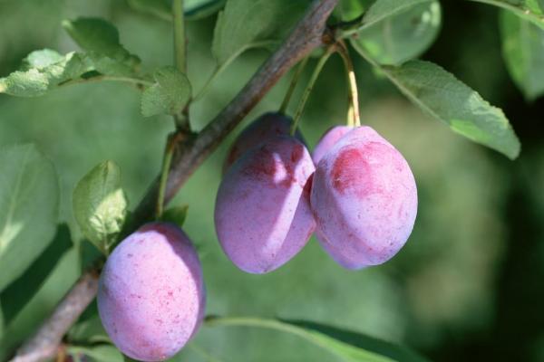 吃西梅可以減肥嗎 西梅汁能治便秘嗎