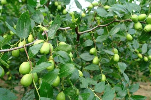 大棗樹(shù)苗市場(chǎng)價(jià)格多少錢(qián)一棵 大棗樹(shù)苗的種植方法