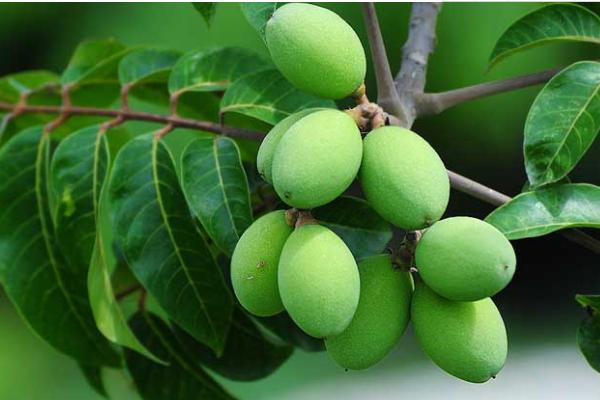 橄欖果怎么吃 橄欖果干怎么做