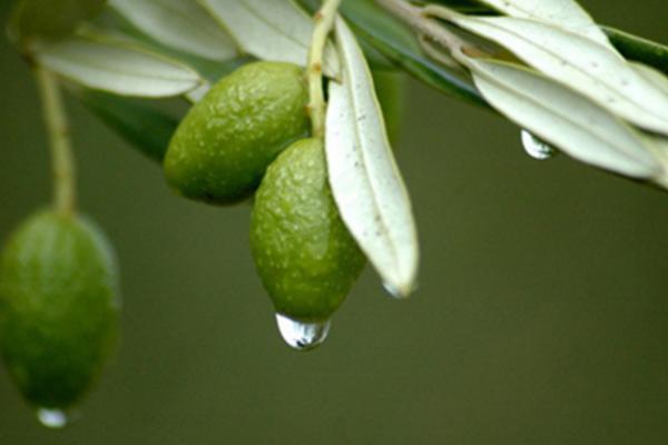 橄欖果怎么吃 橄欖果干怎么做