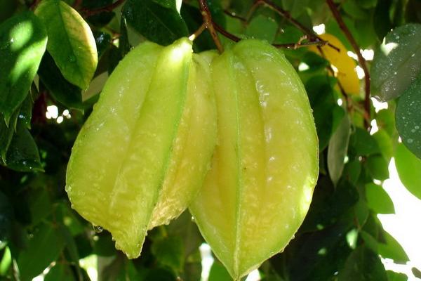 楊桃產(chǎn)地在哪里 楊桃怎么挑選才甜