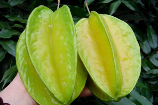 楊桃產(chǎn)地在哪里 楊桃怎么挑選才甜