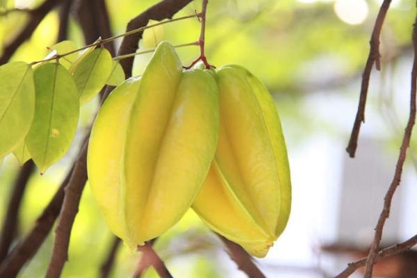 吃楊桃會(huì)胖嗎 血糖高能吃楊桃嗎