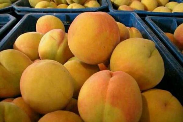 黃桃什么時(shí)候成熟（幾月） 黃桃是什么季節(jié)的水果