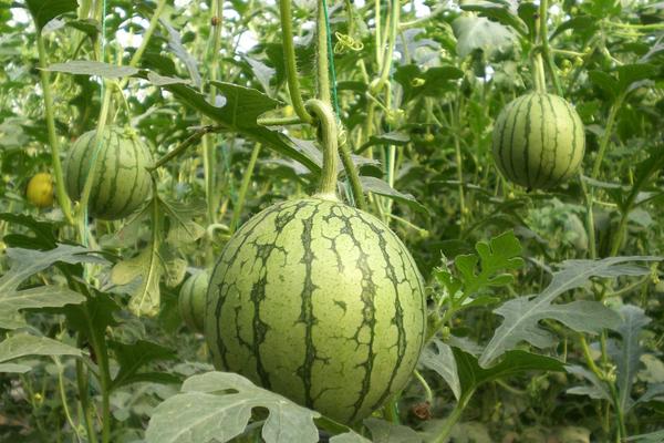 麒麟西瓜種子市場價格多少錢一斤 麒麟西瓜種子種植方法