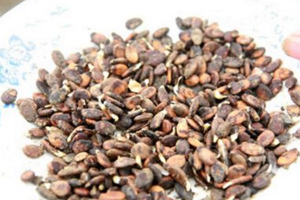 麒麟西瓜種子市場價格多少錢一斤 麒麟西瓜種子種植方法