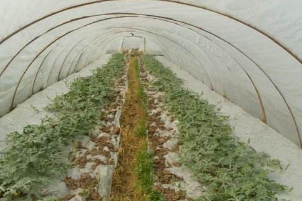 麒麟西瓜種子市場價格多少錢一斤 麒麟西瓜種子種植方法