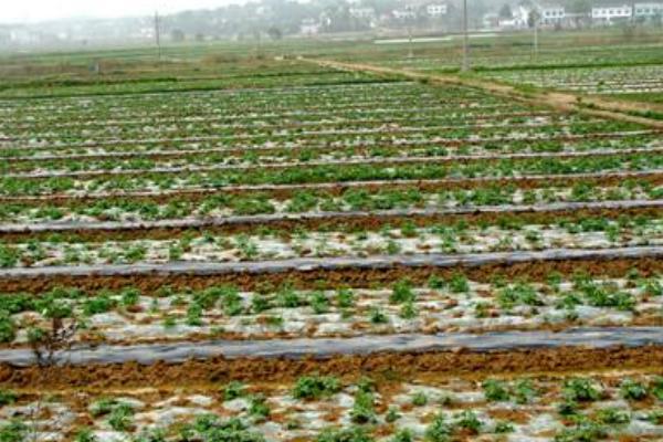 麒麟西瓜種子市場價格多少錢一斤 麒麟西瓜種子種植方法