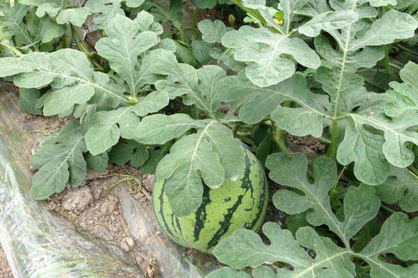 麒麟西瓜種子市場價格多少錢一斤 麒麟西瓜種子種植方法