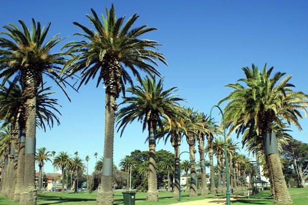 加拿利海棗和銀海棗的區別是什么 加拿利海棗栽培技術