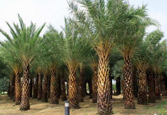 加拿利海棗和銀海棗的區別是什么 加拿利海棗栽培技術