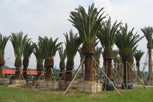 加拿利海棗和銀海棗的區別是什么 加拿利海棗栽培技術