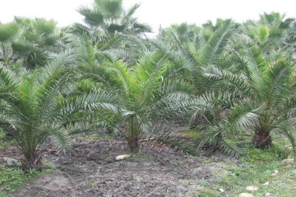 加拿利海棗和銀海棗的區別是什么 加拿利海棗栽培技術