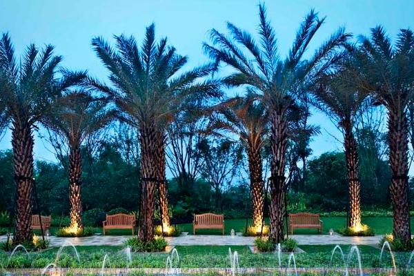 加拿利海棗和銀海棗的區別是什么 加拿利海棗栽培技術