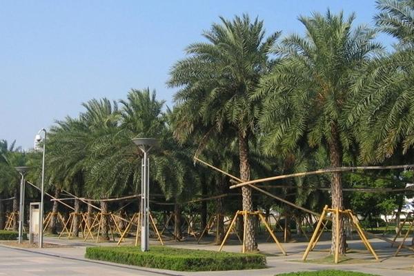 加拿利海棗和銀海棗的區別是什么 加拿利海棗栽培技術