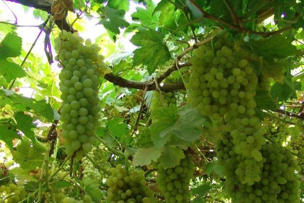 水晶葡萄怎么種 水晶葡萄種植技術(shù)與注意事項(xiàng)