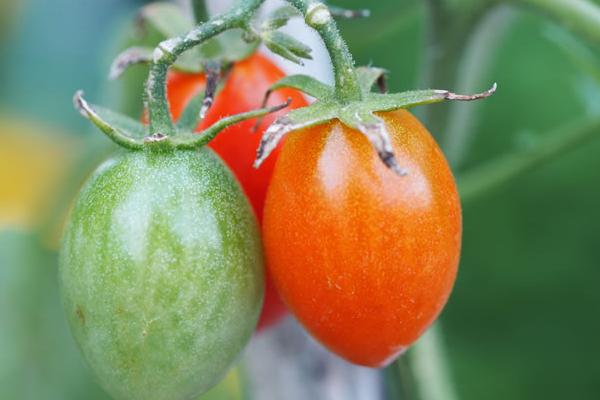 圣女果是轉基因的嗎 圣女果一天可以吃多少