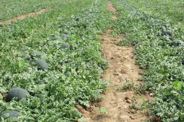 黑美人西瓜產地在哪里 黑美人西瓜怎么定植