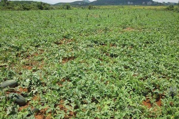黑美人西瓜產地在哪里 黑美人西瓜怎么定植