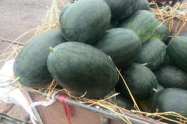 黑美人西瓜產地在哪里 黑美人西瓜怎么定植