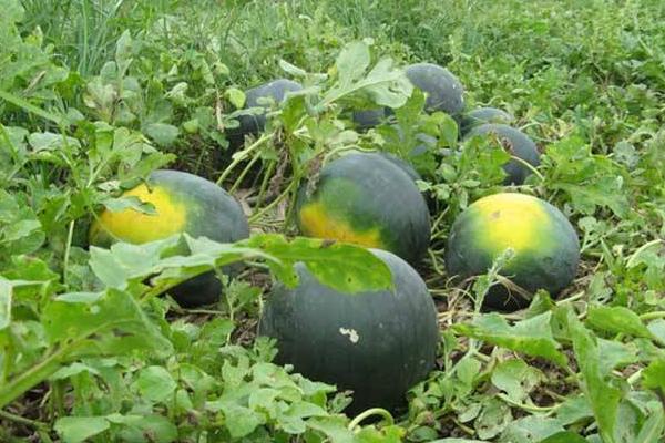 黑美人西瓜產地在哪里 黑美人西瓜怎么定植