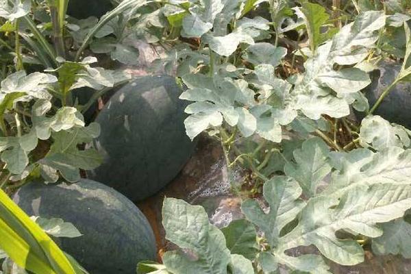 黑美人西瓜產地在哪里 黑美人西瓜怎么定植