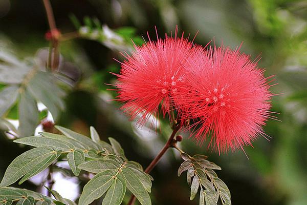 朱纓花圖片大全 朱纓花花語及寓意