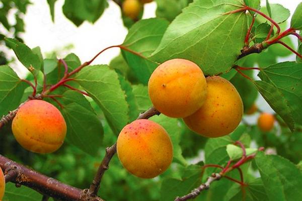 杏子什么時候成熟（幾月） 杏子是什么季節的水果