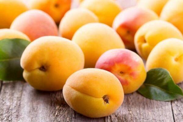 杏子什么時候成熟（幾月） 杏子是什么季節的水果