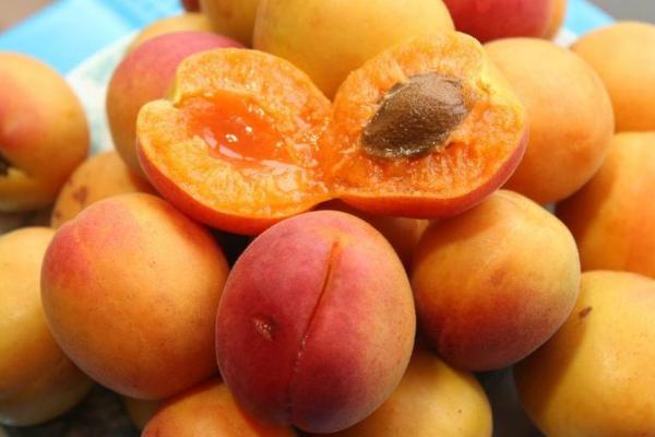 杏子什么時候成熟（幾月） 杏子是什么季節的水果