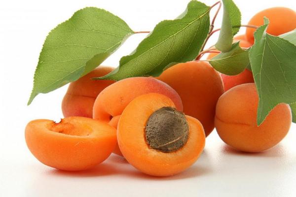 杏子什么時候成熟（幾月） 杏子是什么季節的水果